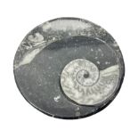 Circular dish with a raised Goniatite and Orthoceras and Goniatite inclusions