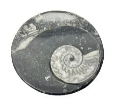 Circular dish with a raised Goniatite and Orthoceras and Goniatite inclusions