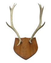 Antlers/Horns: Deer Antlers