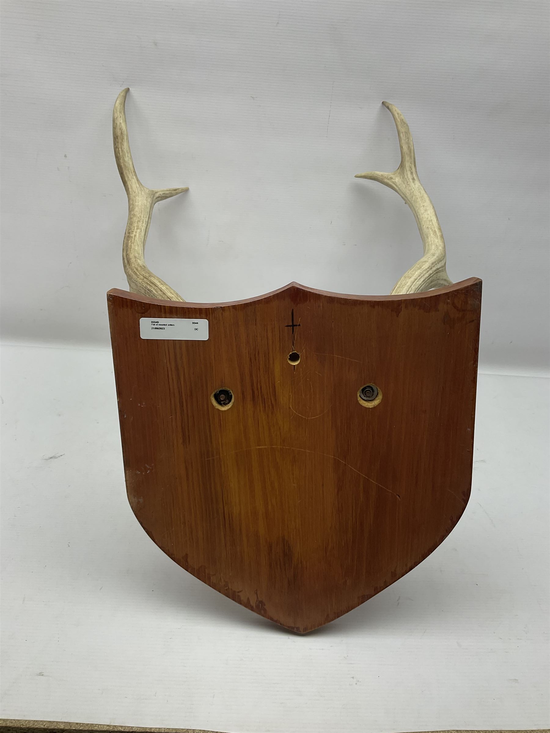 Antlers/Horns: Deer Antlers - Image 4 of 4