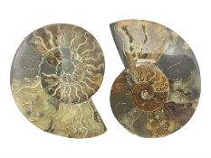 Two ammonite fossil slices