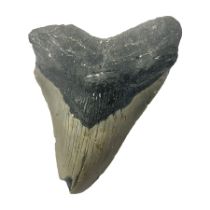 Megalodon (Otodus Megalodon) tooth fossil