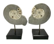 Pair of Vascoceras ammonites cut and polished showing the internal chambers