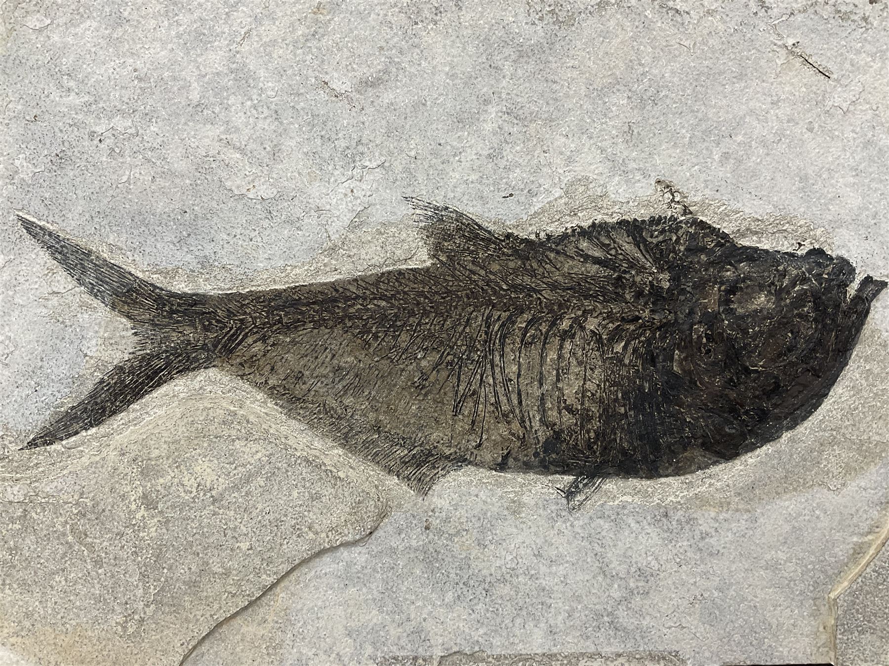 Large Fossilised fish in matrix (Knightia alta) - Image 12 of 18