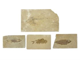 Four fossilised fish (Knightia alta) each in an individual matrix