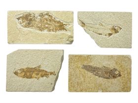 Four fossilised fish (Knightia alta) each in an individual matrix