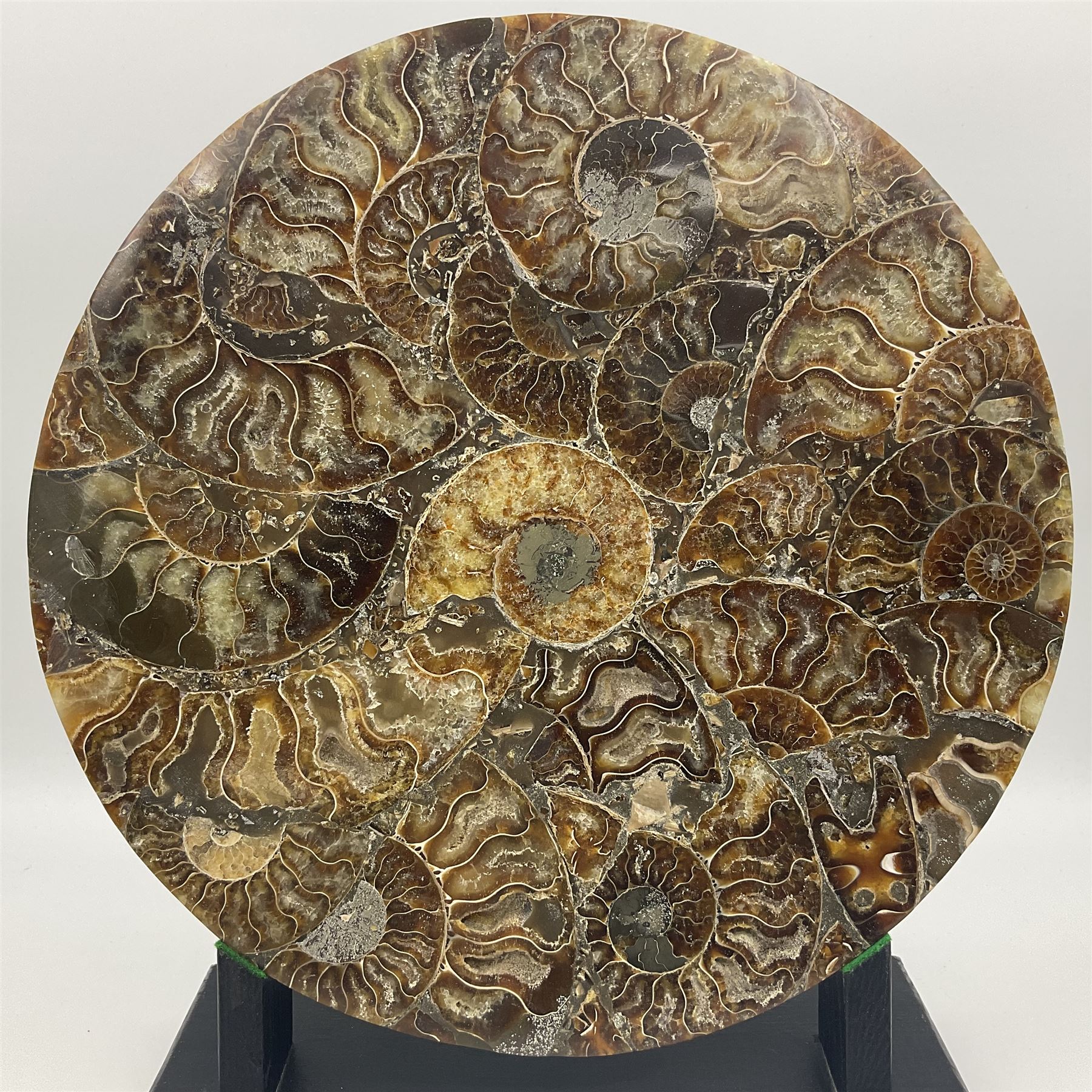 Polished ammonite plate - Image 2 of 9