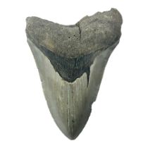 Megalodon (Otodus Megalodon) tooth fossil