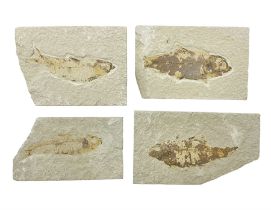 Four fossilised fish (Knightia alta) each in an individual matrix