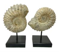 Pair of ammonite fossils