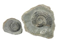 Two Dactylioceras ammonites