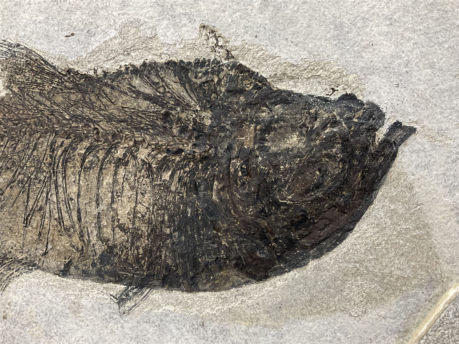 Large Fossilised fish in matrix (Knightia alta) - Image 13 of 18