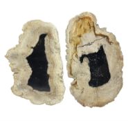 Pair of polished petrified wood slices