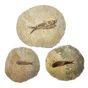 Three fossilised fish (Knightia alta) each in an individual matrix