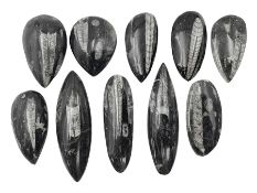 Ten individual polished orthoceras fossils
