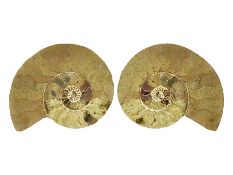 Large sliced cleoniceras ammonite with polished finish