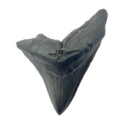 Black Megalodon (Otodus Megalodon) tooth fossil