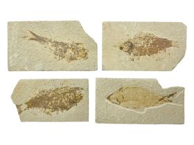 Four fossilised fish (Knightia alta) each in an individual matrix