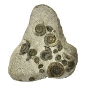 Ammonite multi-block fossil