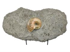 Cleoniceras opalised ammonite upon a slate display matrix