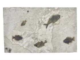 Fossilised fish group in a single matrix; freshwater fish presentation from the prehistoric system o