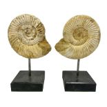 Pair perisphinctes ammonite fossils