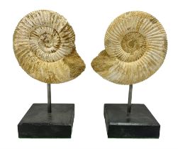 Pair perisphinctes ammonite fossils