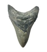 Megalodon (Otodus Megalodon) tooth fossil