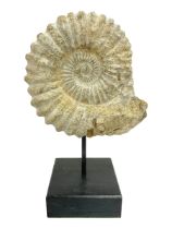 Large ammonite fossil