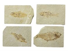 Four fossilised fish (Knightia alta) each in an individual matrix