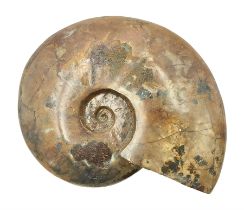 Large polished Cleoniceras opalised ammonite
