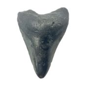 Black Megalodon (Otodus Megalodon) tooth fossil