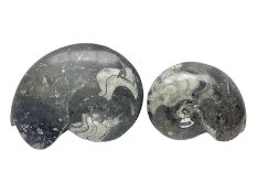 Two polished goniatites