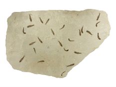 Fossilised fish group in a single matrix; shoal of fossilised fish (Knightia alta)