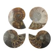 Two pairs of sliced ammonite fossils with polished finish