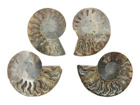 Two pairs of sliced ammonite fossils with polished finish