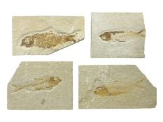 Four fossilised fish (Knightia alta) each in an individual matrix