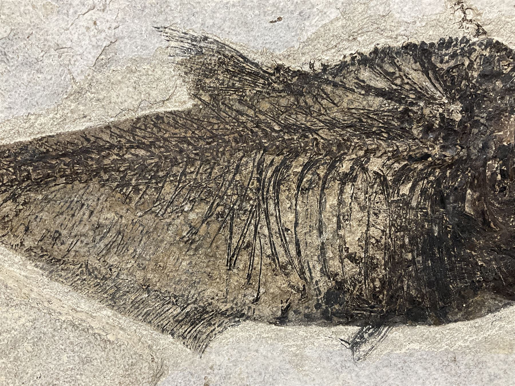 Large Fossilised fish in matrix (Knightia alta) - Image 5 of 18