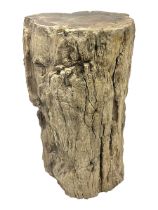Petrified wood tree trunk/ branch