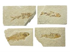 Four fossilised fish (Knightia alta) each in an individual matrix