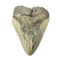 Megalodon (Otodus Megalodon) tooth fossil