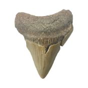 Megalodon (Otodus megalodon) tooth fossil