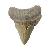 Megalodon (Otodus megalodon) tooth fossil