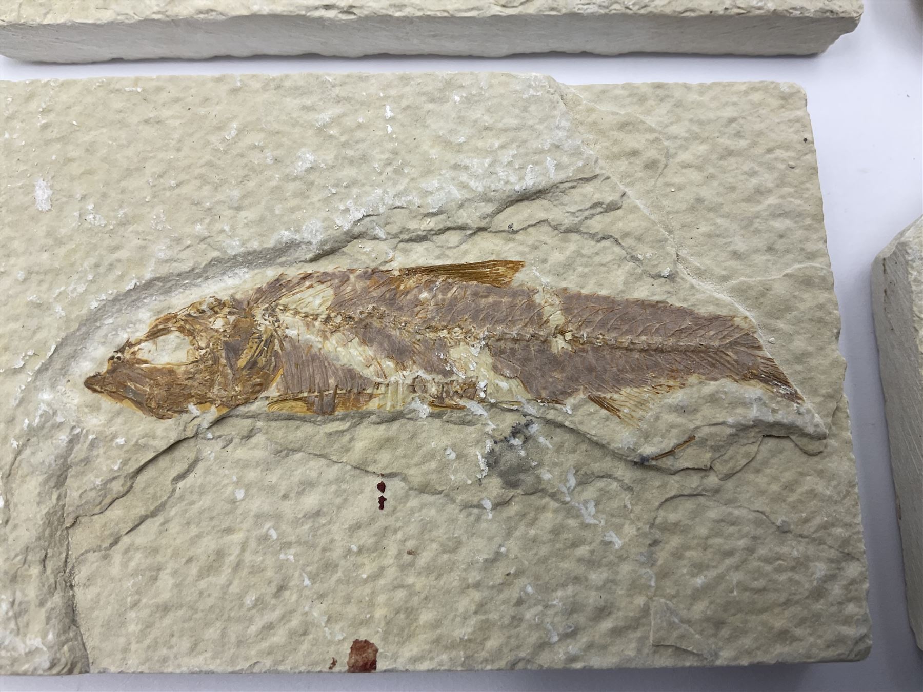 Four fossilised fish (Knightia alta) each in an individual matrix - Image 4 of 7