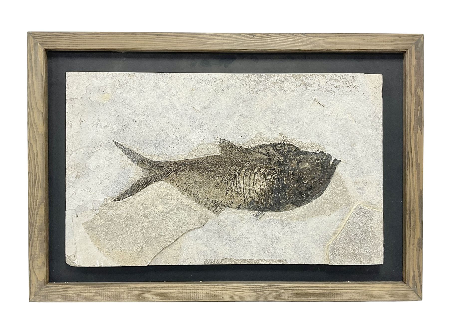 Large Fossilised fish in matrix (Knightia alta) - Image 10 of 18