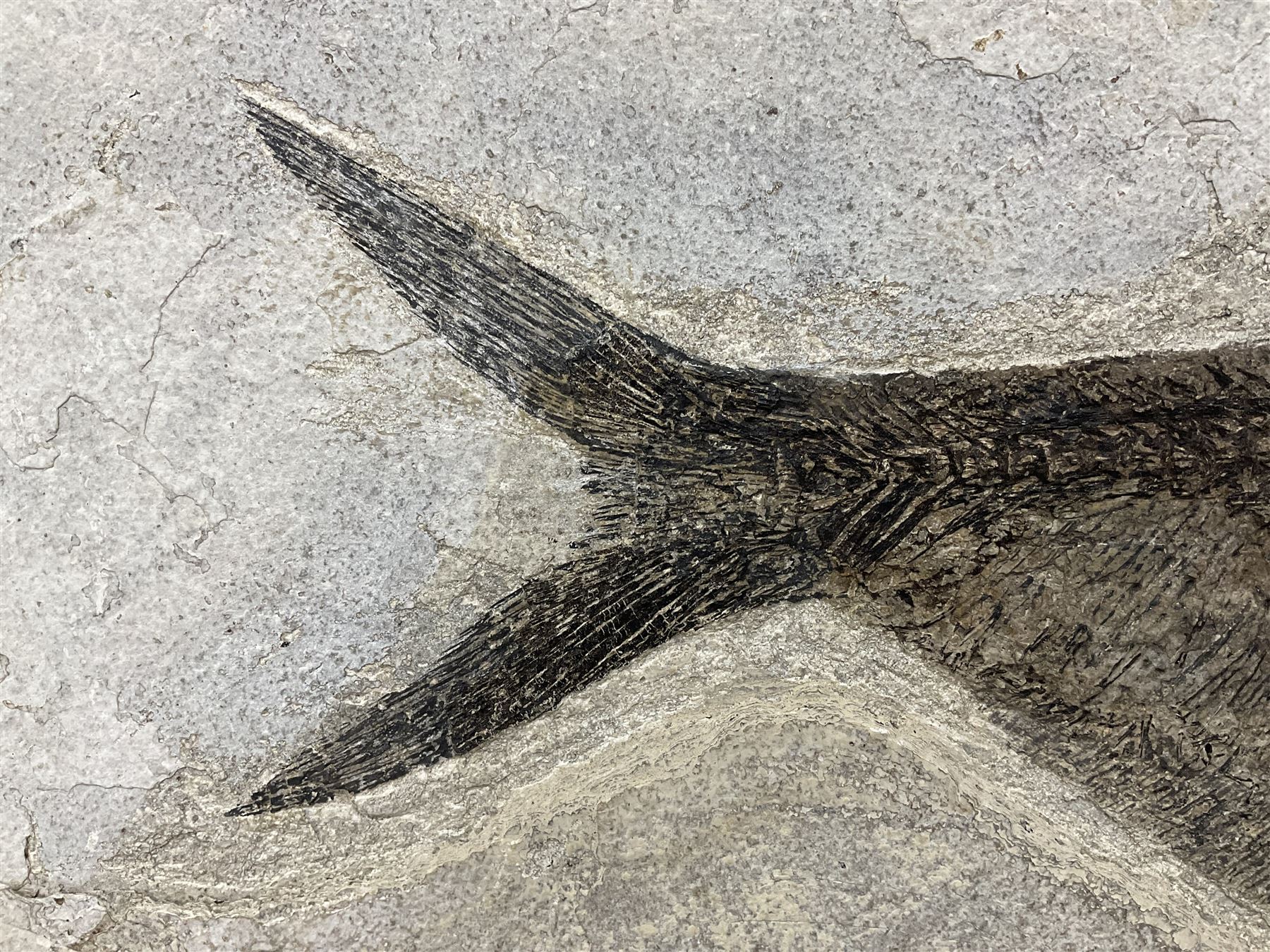 Large Fossilised fish in matrix (Knightia alta) - Image 15 of 18