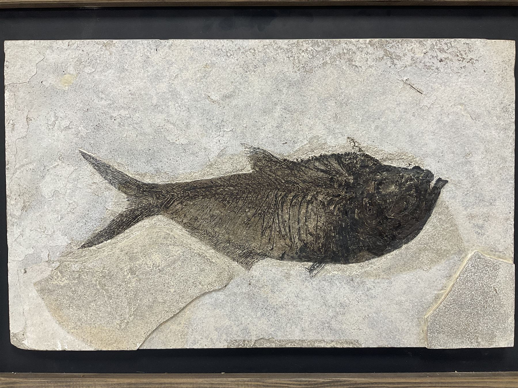 Large Fossilised fish in matrix (Knightia alta) - Image 2 of 18