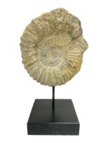 Large ammonite fossil