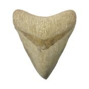Large Megalodon (Otodus Megalodon) tooth fossil