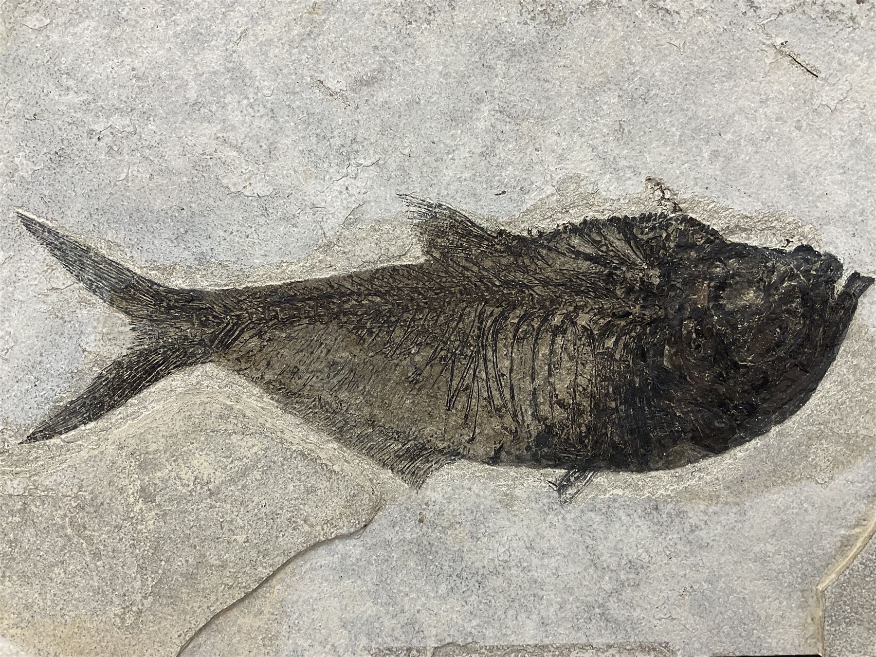 Large Fossilised fish in matrix (Knightia alta) - Image 3 of 18